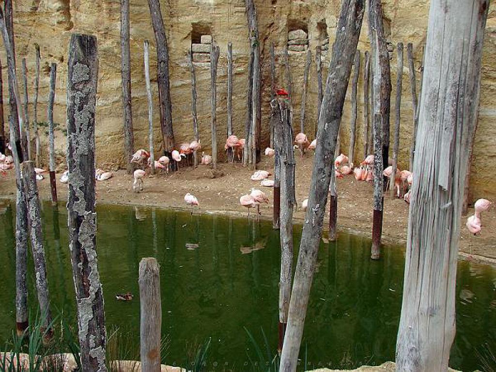 149 BIO PARC DE DOUE LA FONTAINE 4- 2016_000048.jpg
